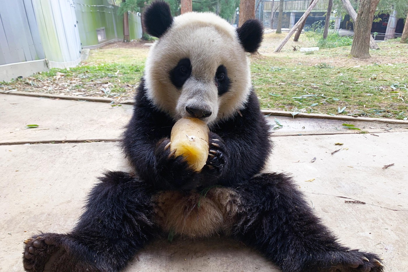Giant panda cub Xiao Qi Ji enjoys a fruitsicle outside on the Panda House patio.