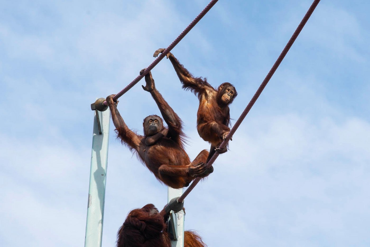 Bornean orangutans Batang (L) and Redd (R) cross the O-Line. 