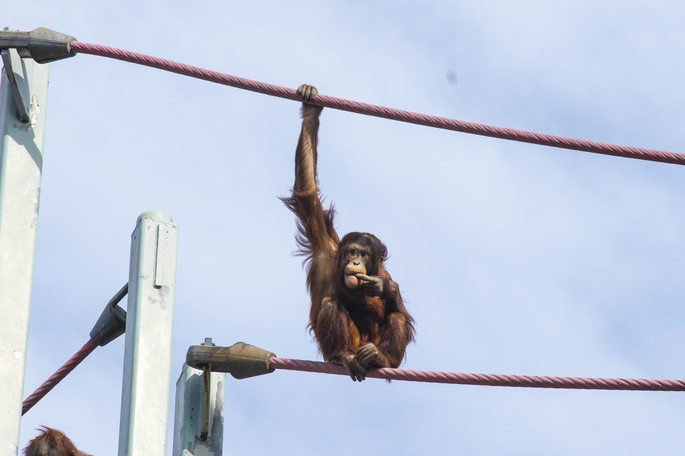 Bornean orangutan Redd sits on the cables of the O-Line. 