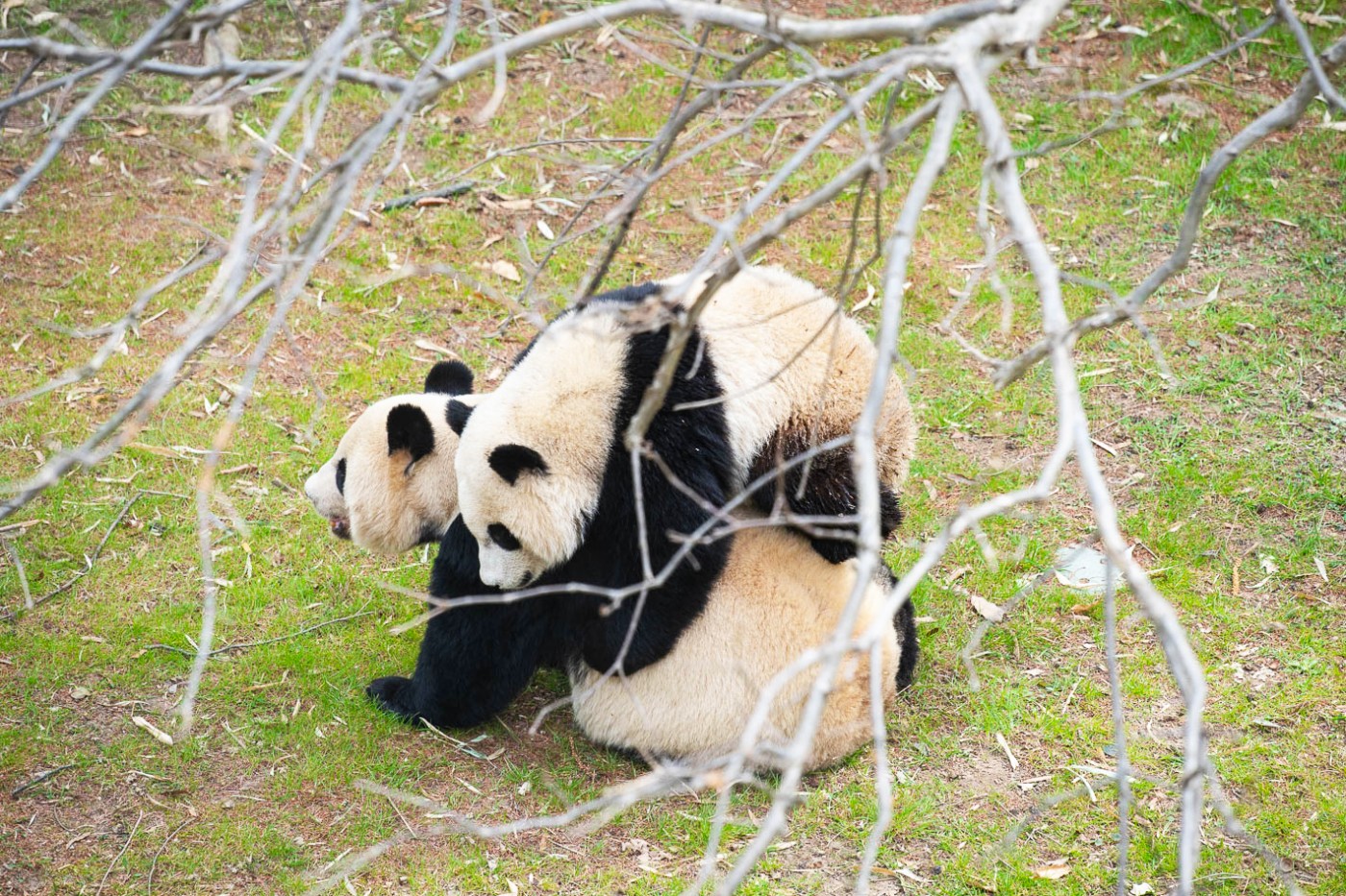 Giant panda cub Xiao Qi Ji climbs atop his mother Mei Xiang's back.