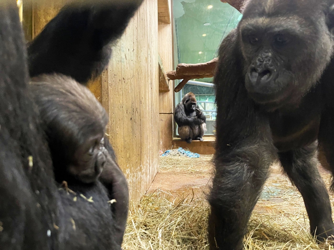 Western lowland gorilla Calaya cradles Zahra while big brother Moke gets an up-close look at his new little sister. 