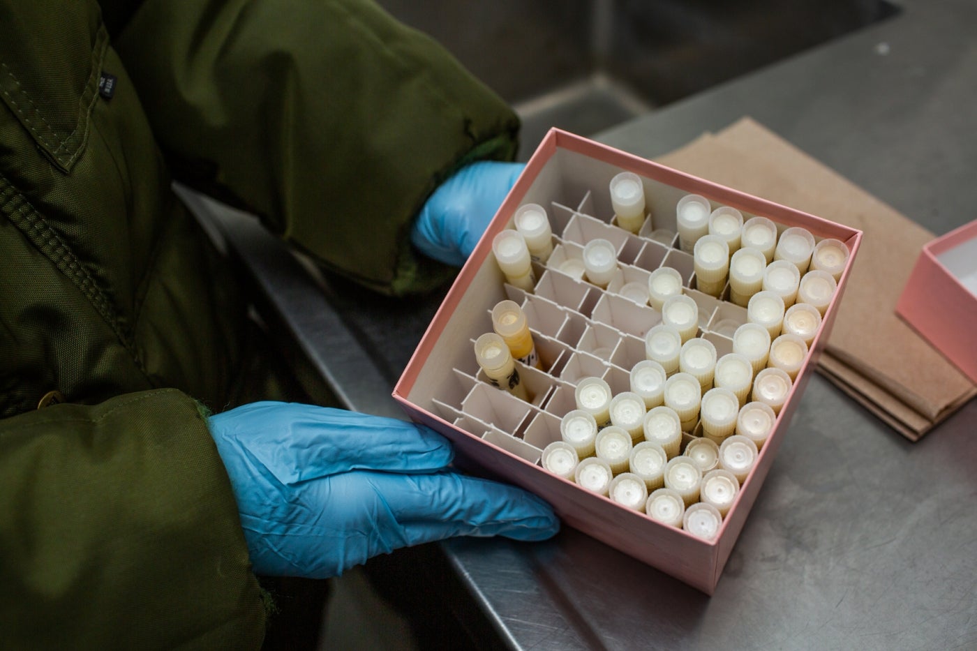 A box filled with small tubes of milk samples from various animals. A researcher wearing gloves rests the box on a stainless steel counter