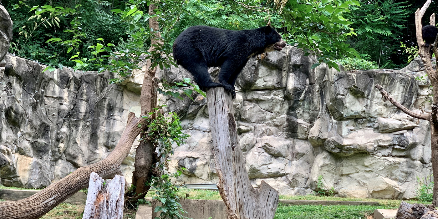 Andean bear Brienne balances with four legs on top of a tall, narrow tree stump in the large outdoor yard.