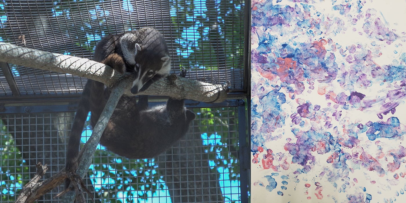 Two photos in one, Left: Two white-nose coatis on a branch in their outdoor exhibit. One coati is perched on the branch, leaning over. The other is hanging upside down, looking the other way. Right: a blue, purple and pink nose and feet mark painting.