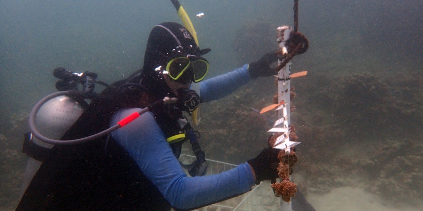 SCBI scientist Mike Henley checks on the brown rice coral and blue rice coral fragments in the coral nursery. 