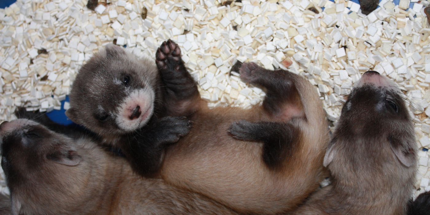 Three black-footed ferret kits lay on white bedding material. One kit is on the left and another on the right of the phot. The third kit lays on its back against the left kit and its feet by the face of the right kit. The kit looks like its waving.