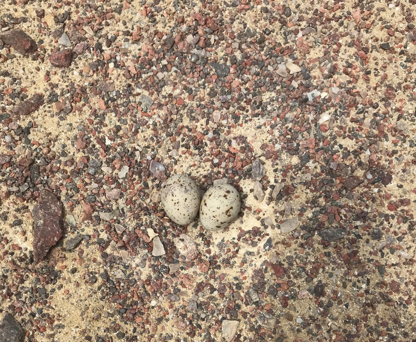 A Peruvian tern nest containing two tiny eggs, each with spotted coloration that matches the ground.
