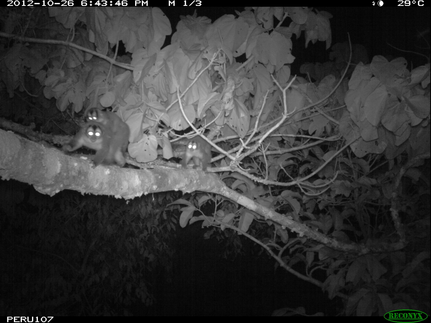 A nighttime camera trap photo of a group of small monkeys crossing a branch high up in the treetops of Peru's tropical rainforest. The monkey in the lead carries its small baby on its back.