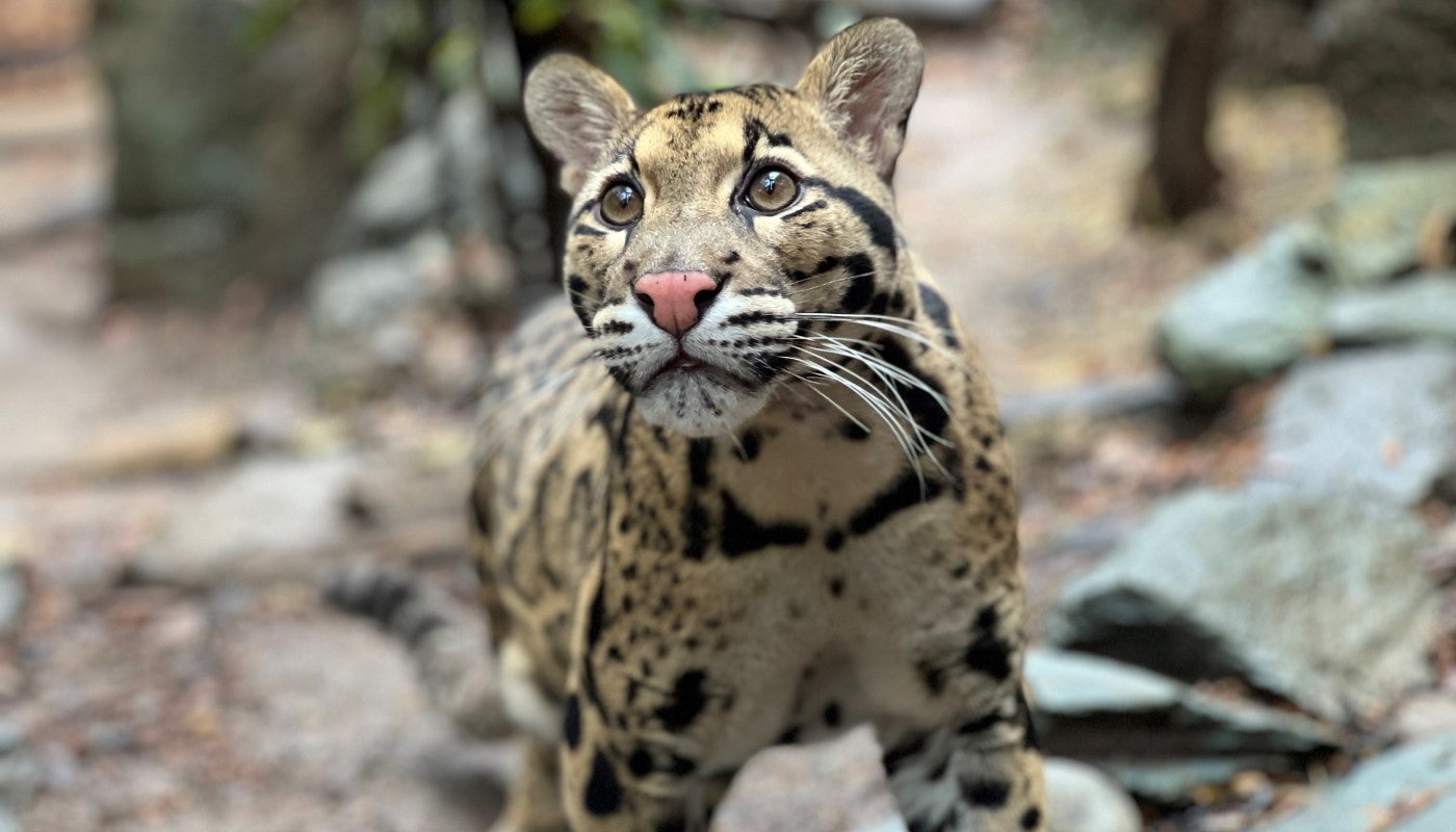3-year-old male Clouded Leopard Paitoon stands in his yard looking just beyond the camera.
