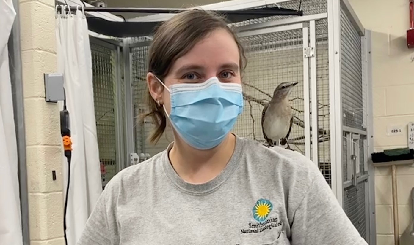 Female animal keeper, Rebecca "Becca" Zurlo, stands behind the scenes in a light grey, Smithsonian branded T-shirt. Becca wears a blue medical mask. Perched on her right shoulder is female Northern mockingbird, Mimi