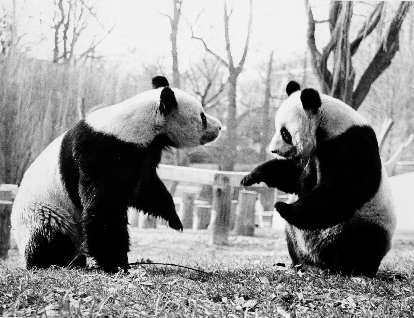 Giant pandas Ling-Ling (left) and Hsing-Hsing (right) spend time together in their outdoor habitat at the Smithsonian’s National Zoo in 1985.