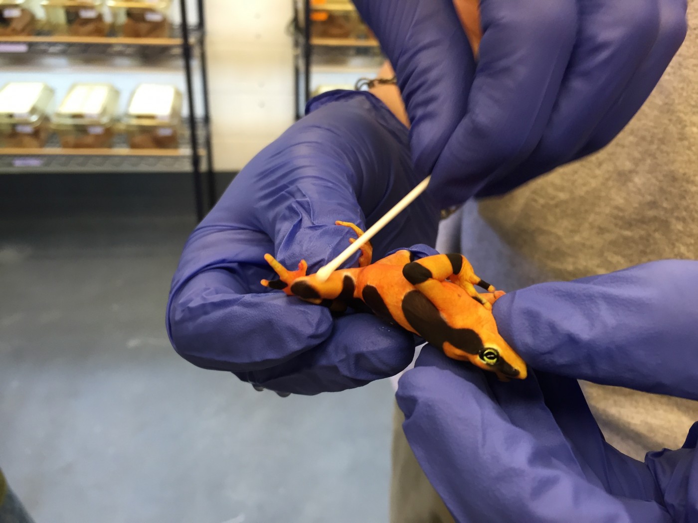 Scientists swab a Panamanian golden frog's skin looking for traces of the genetically modified anti-fungal bacteria.