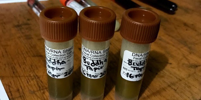 Three labeled vials of biological samples collected from GPS collared tapirs