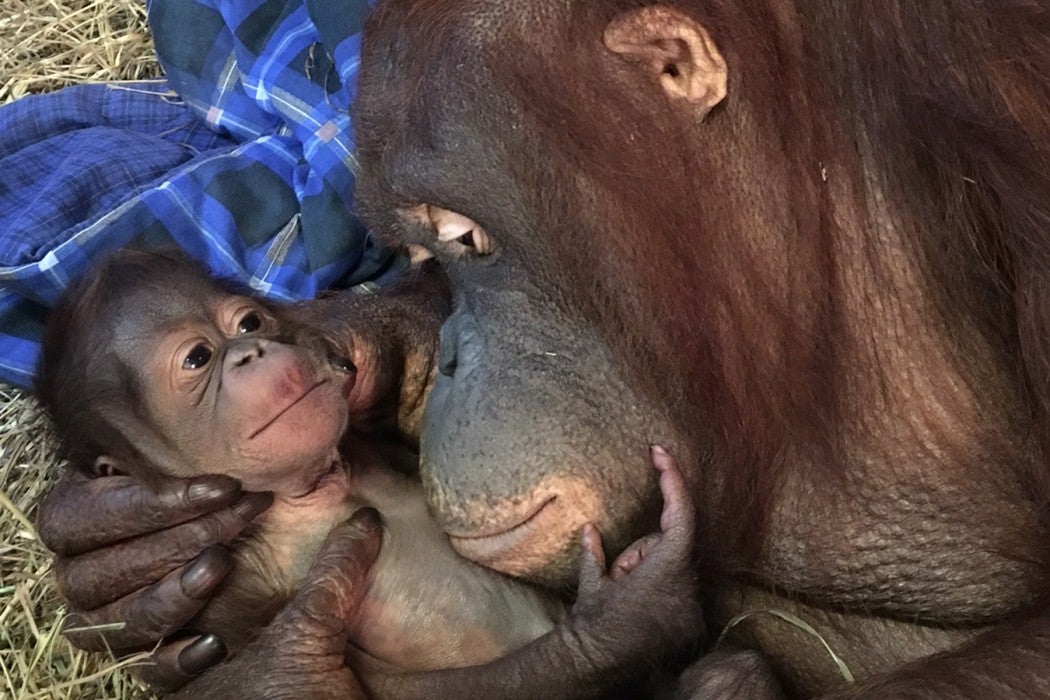 Bornean orangutan Batang cradles her newborn infant, Redd.