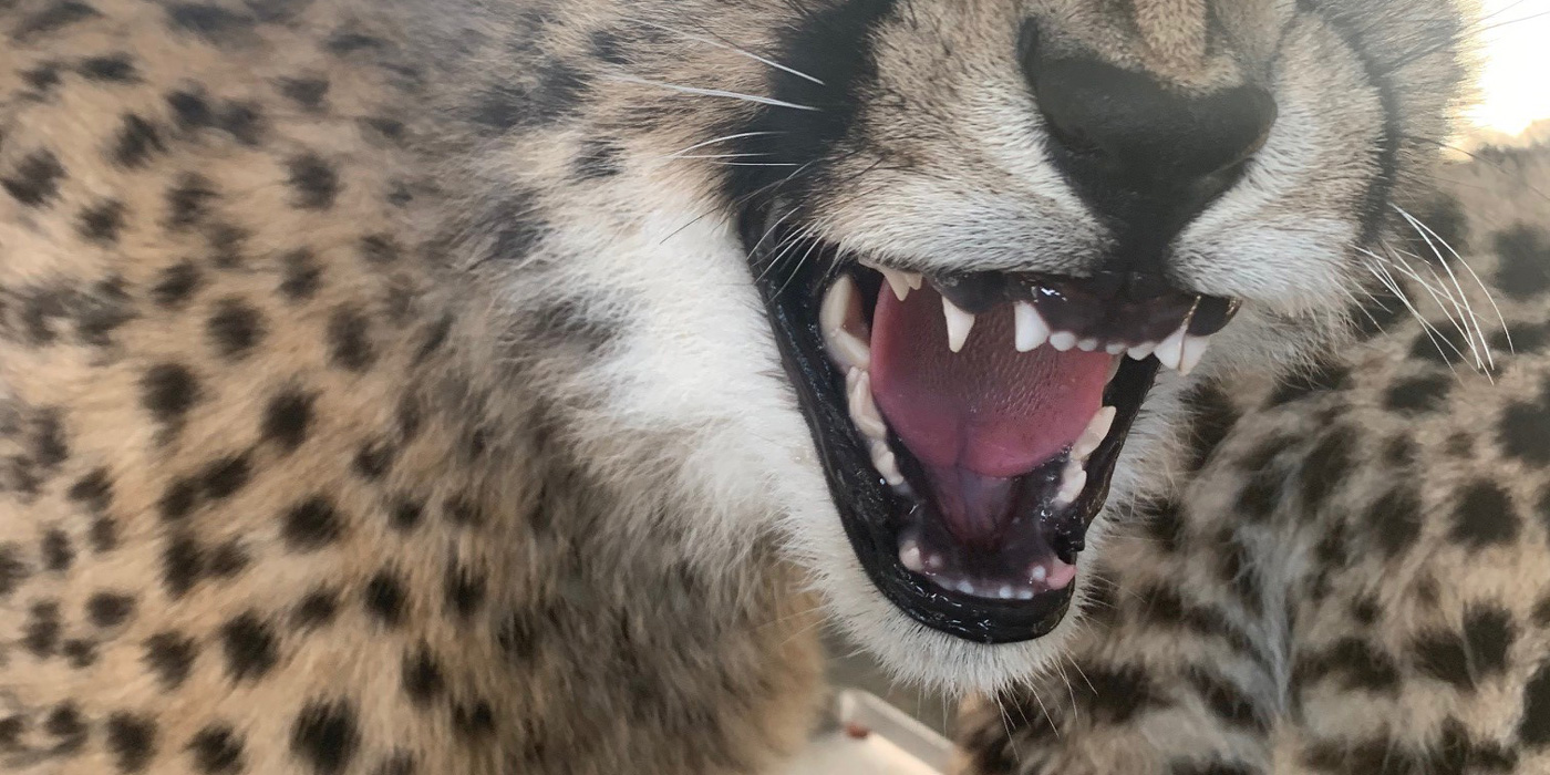 Dec. 21, 2020: Cheetah Cub shows its bottom canine teeth erupting