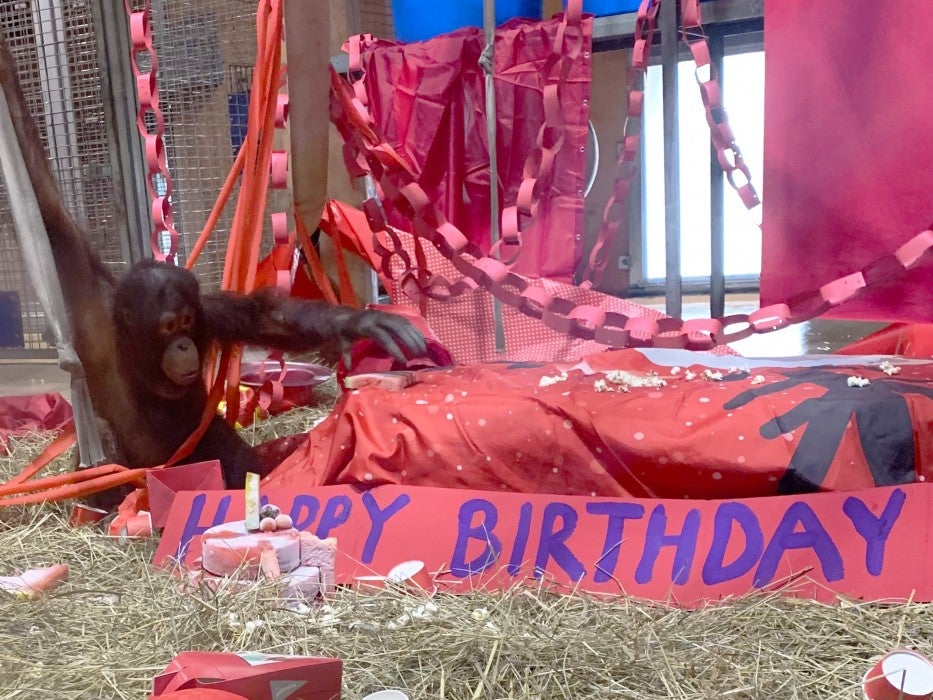 Bornean orangutan Redd celebrates his 6th birthday with a fruitsicle cake.