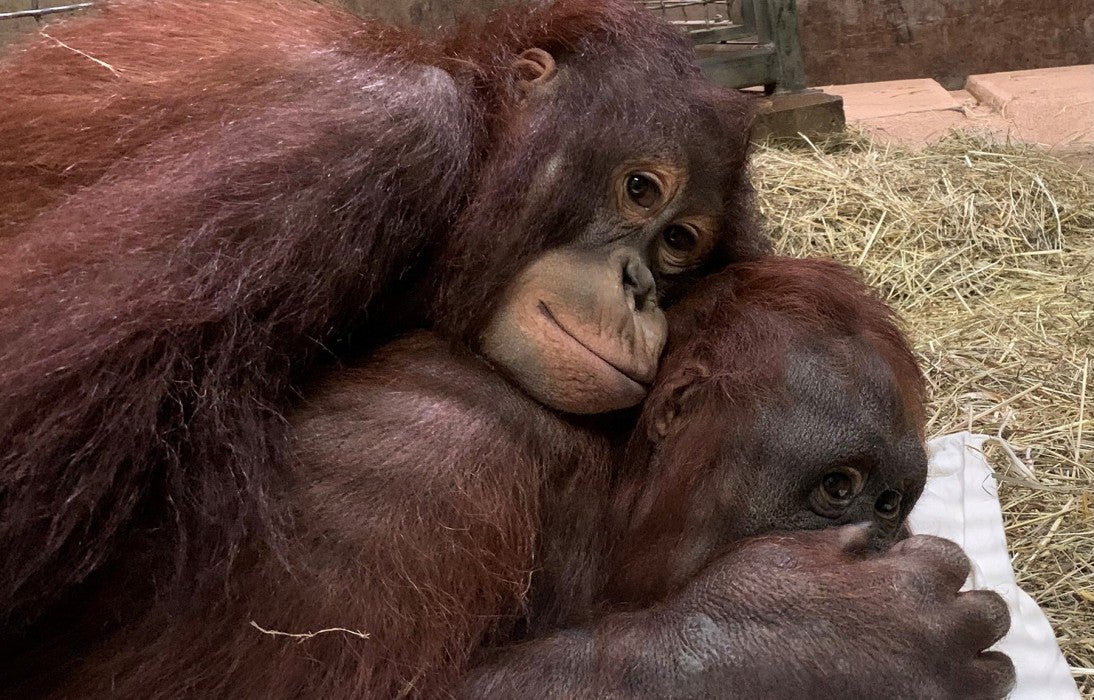 Bornean orangutan Redd lays on top of his mother, Batang. 