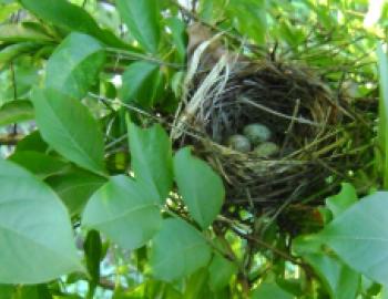 A cardinal nest with three blue, speckled eggs in a tree surrounded by green leaves