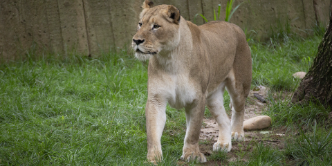 a female lion walks through green grass
