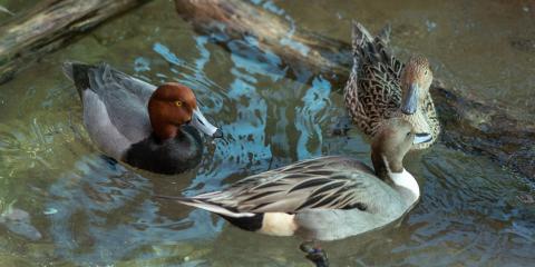 Two gadwalls and a canvasback paddle near each other in the small pool at the Bird House's Prairie Pothole aviary.
