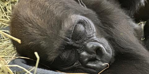 Closeup of a baby gorilla in a bed of hay.