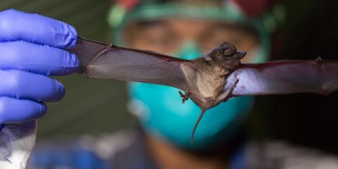 Global Health Program staff in Myanmar hold a wrinkle lipped bat