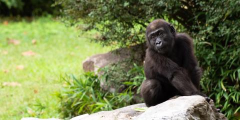 1.5-year-old western lowland gorilla Moke sits in the Great Ape House yard atop a rock. 