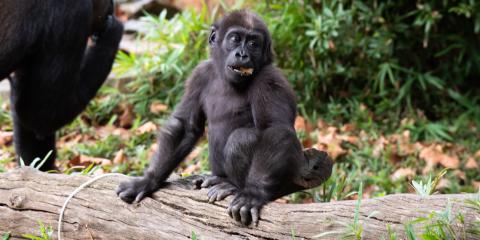 Western lowland gorilla infant Moke in his outdoor habitat. 