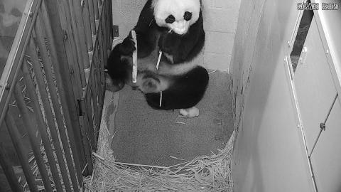 Mei Xiang eats sugar cane with her cub. 