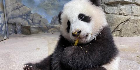 Five-month-old giant panda cub Xiao Qi Ji takes his first taste of cooked sweet potato Jan. 21, 2021.