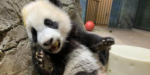 Five-month-old giant panda cub Xiao Qi Ji leans against rockwork in his habitat with one paw up on a cylindrical-shaped enrichment toy and nibbles on his first biscuit