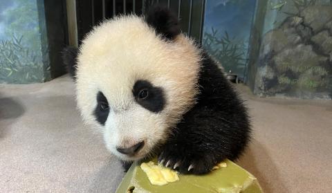 Giant panda cub Xiao Qi Ji paws at a piece of banana atop a green enrichment toy.