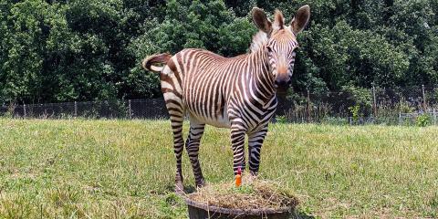 Hartmann's Mountain Zebra Yipes celebrates his first birthday with a "cake" made of hay, grass, pellets, browse and vegetables.