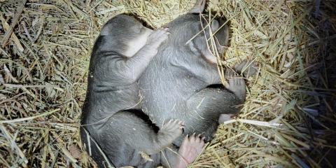 Two 3 week old Andean bear cubs sleep on some hay. One cub "spoons" its sibling.