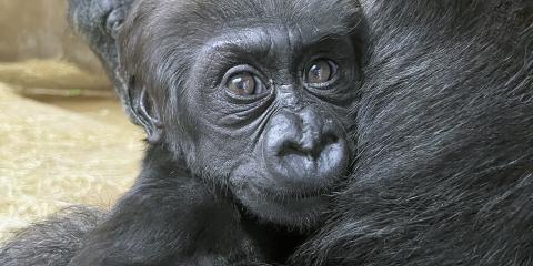 Western lowland gorilla Zahra