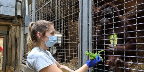 Primate keeper, Emily, feeds orangutan, Bonnie