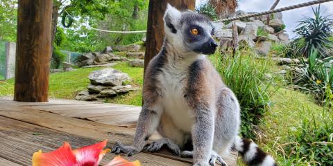 Ring-tailed lemur Southside Johnny sits next to a hibiscus flower