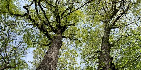 two tree trunks extend into a blue sky. green leaves surround the branches.