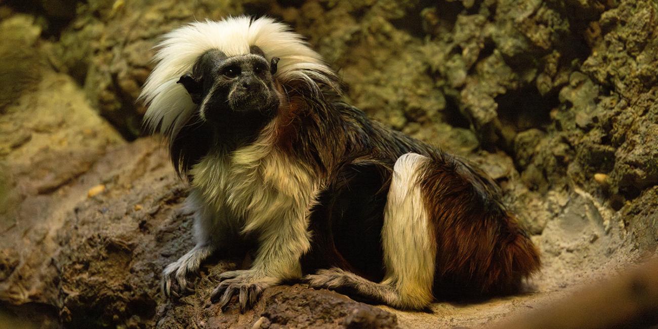 A small, furry monkey with a bright mane of white fur perches on some exhibit rockwork.