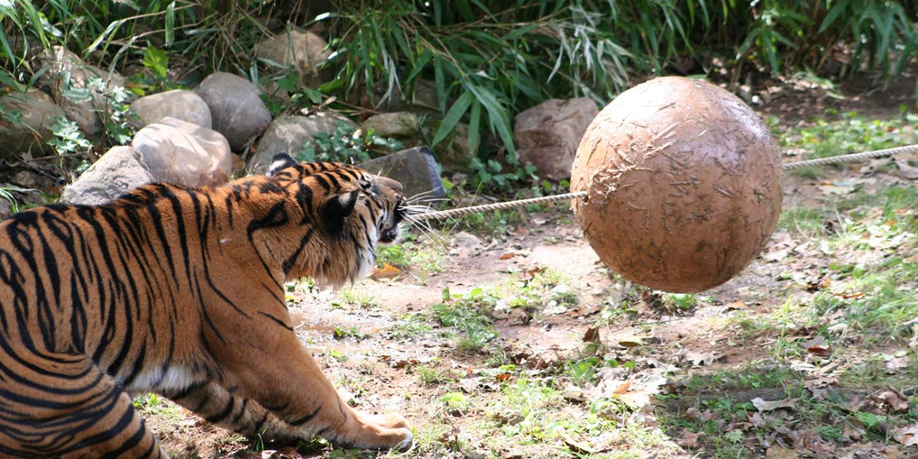 a tiger pulls on a rope connected to a large rubber ball