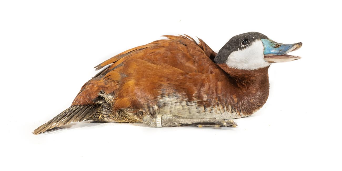 A male ruddy duck with brown plumage, a black-capped head, white cheeks and a blue beak, in a sitting position.