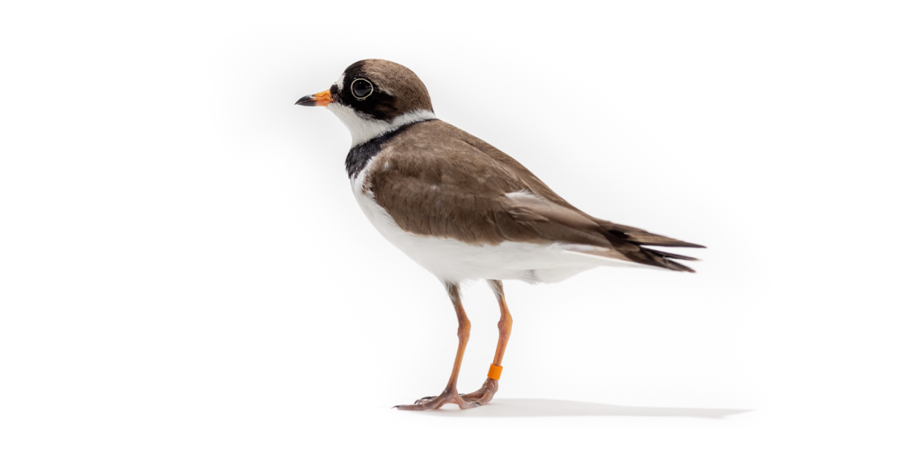 Side profile of a semipalmated plover, a small, compact, long-legged shorebird with a brown back, white undersides and a black mask over its eyes.