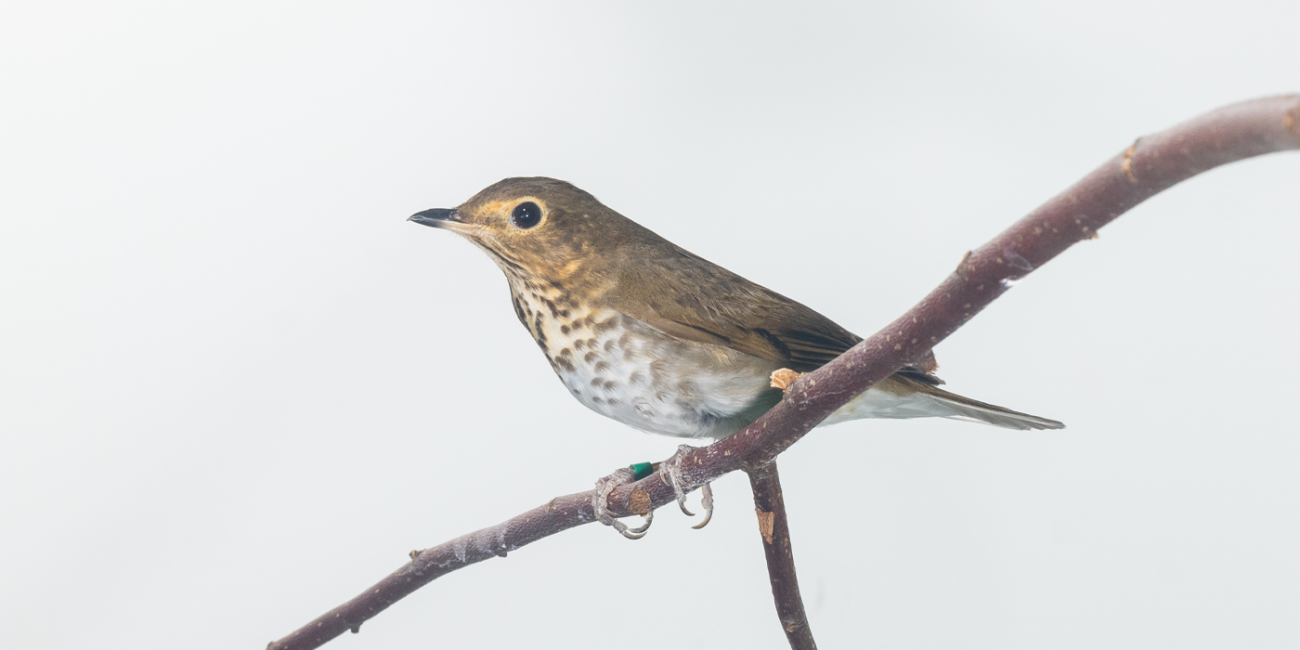 Side profile of a Swainson's thrush, a medium-sized songbird with an olive brown back and a white chest with brown spots, sitting while perched on a tree branch.
