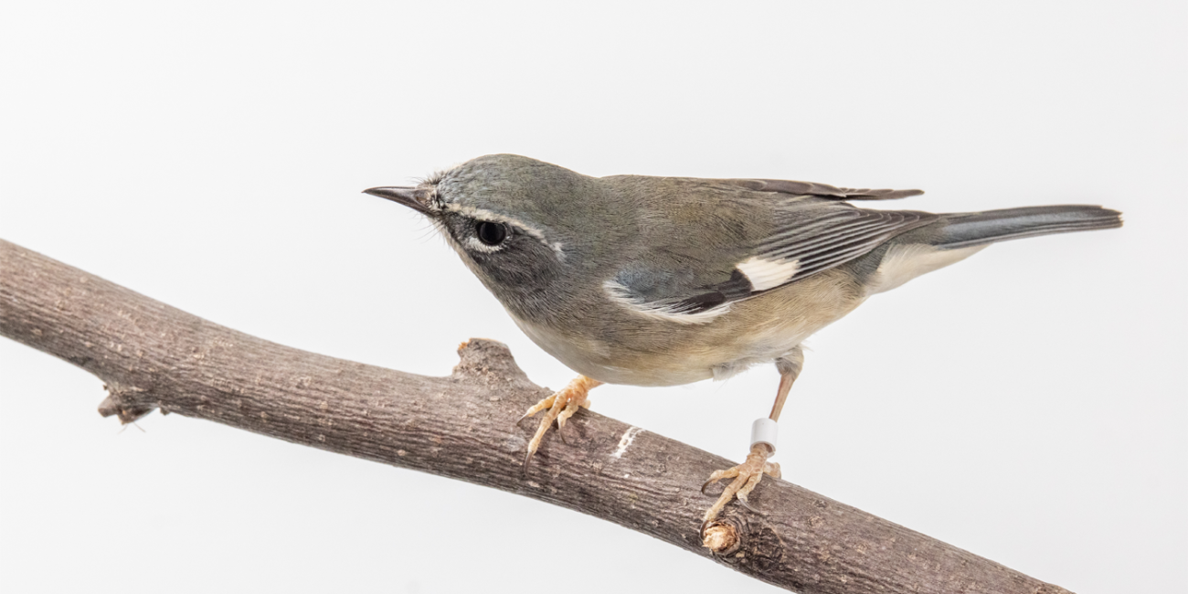Side profile of a black-throated blue warbler, a small songbird with bluish-gray feathers. This specimen is a female, and does not have the black throat plumage that males have during the breeding season.