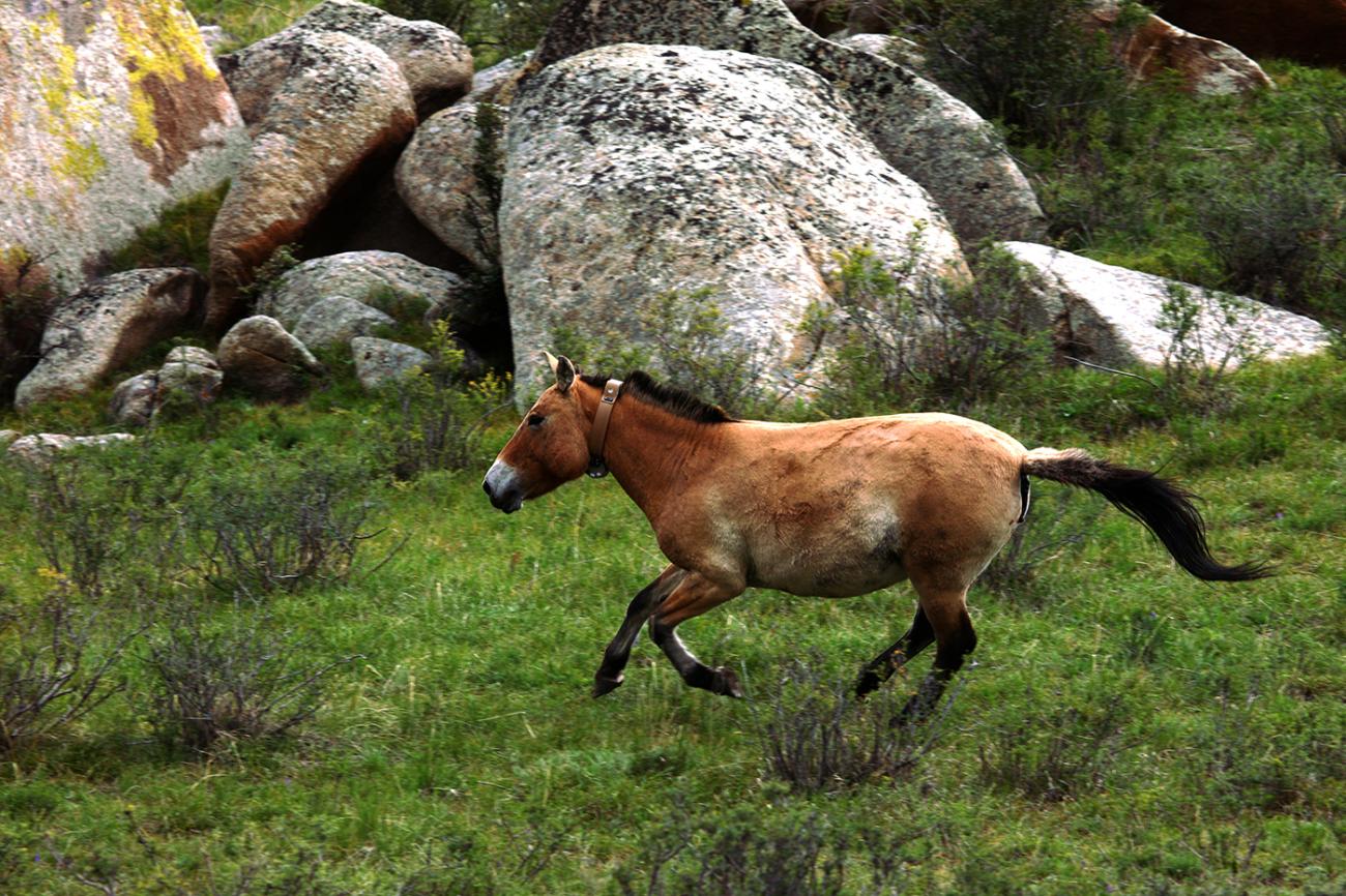 A Przewalski's horse, also called takhi, with a GPS collar running through the grass at Hustai National Park, Mongolia