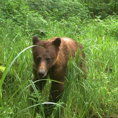 camera trap image of brown bear