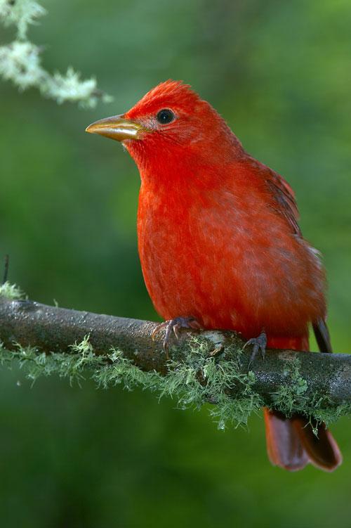 brightly-colored male summer tanager on a branch