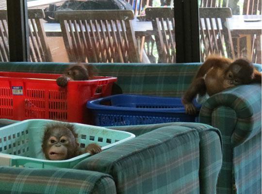 Orphaned young orangutans in the “baby house”