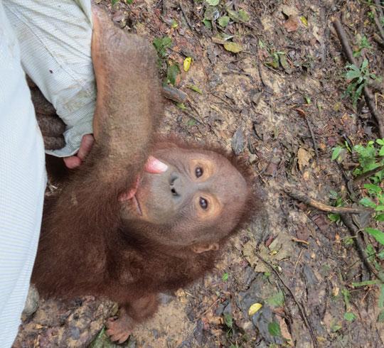 Orangutan named Raymond trying to climb up a person's leg