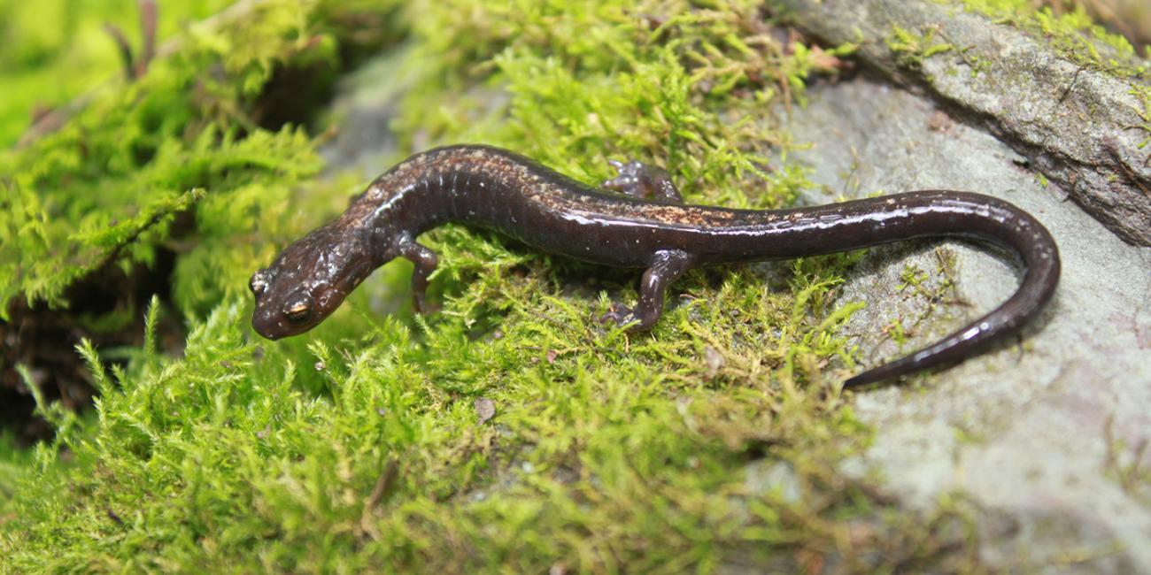 salamander on a rock covered with moss